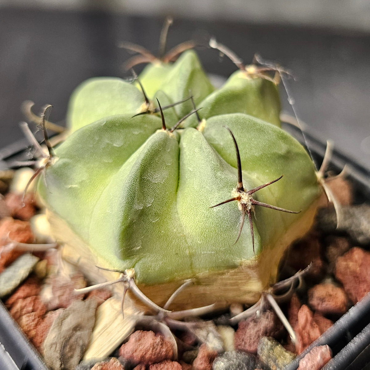 Cactus Bundle – 4 Plants (Fierce and Frosty)