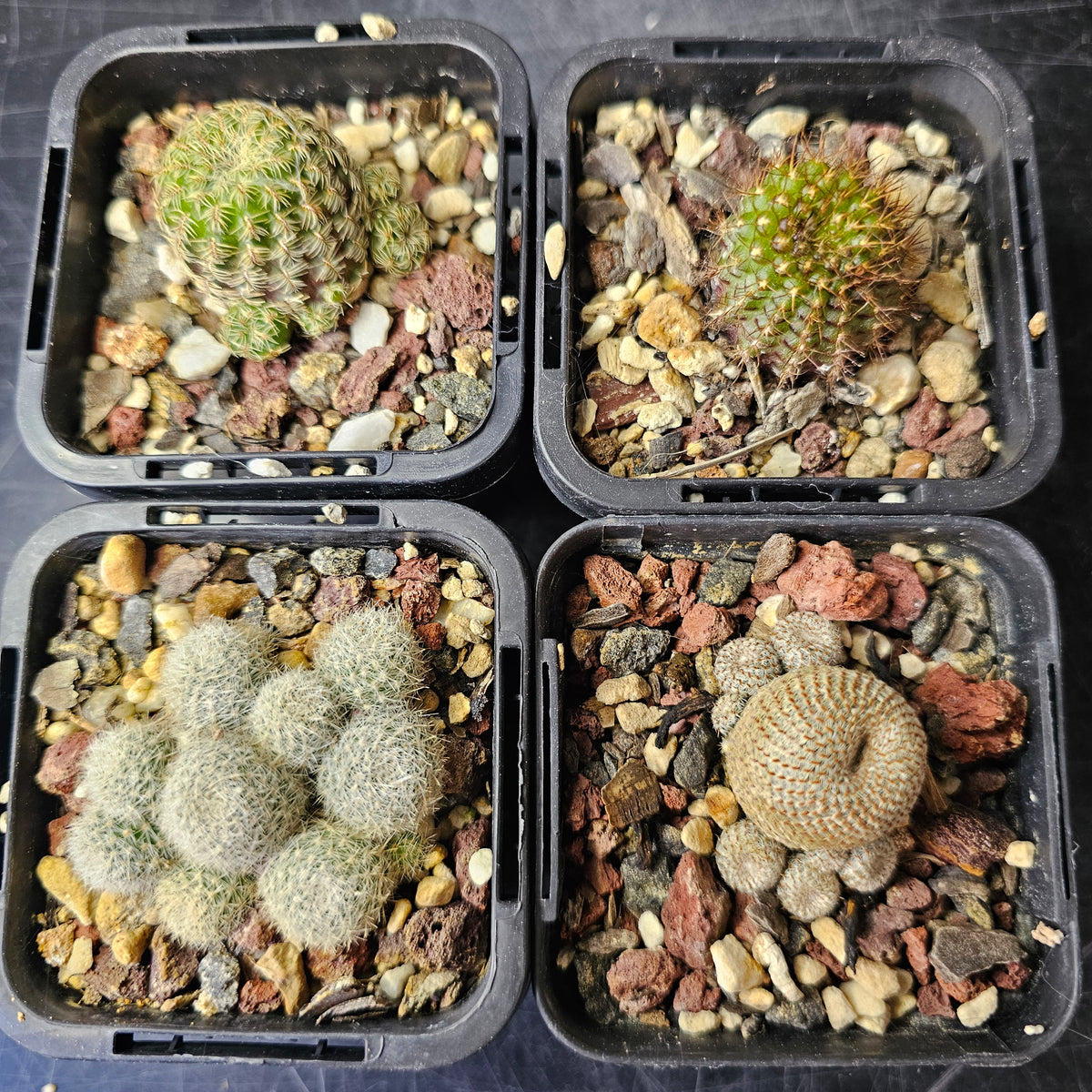 Cactus Bundle – 4 Plants (Charming Mix)