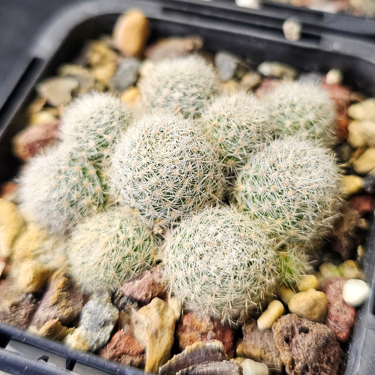 Cactus Bundle – 4 Plants (Charming Mix)