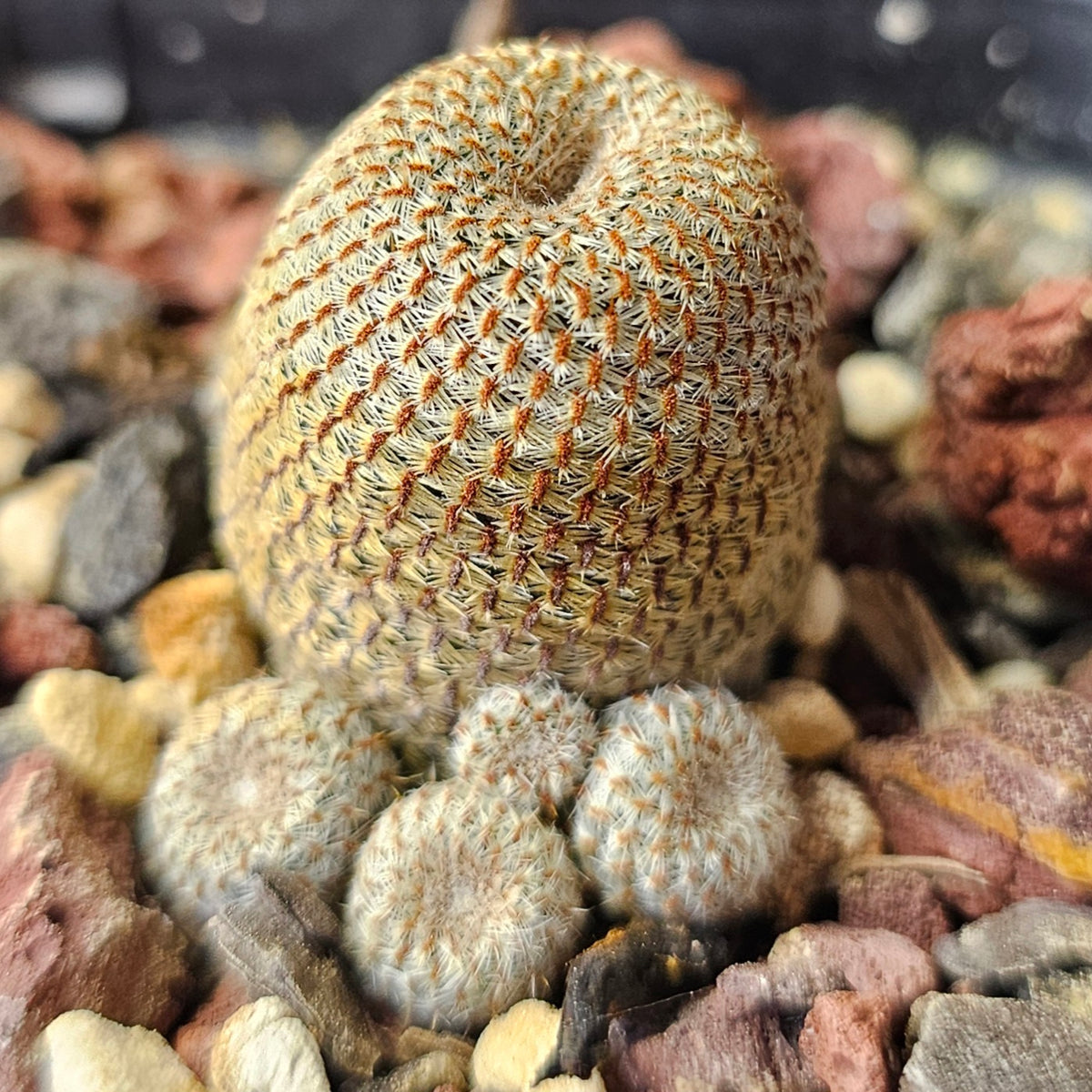 Cactus Bundle – 4 Plants (Charming Mix)