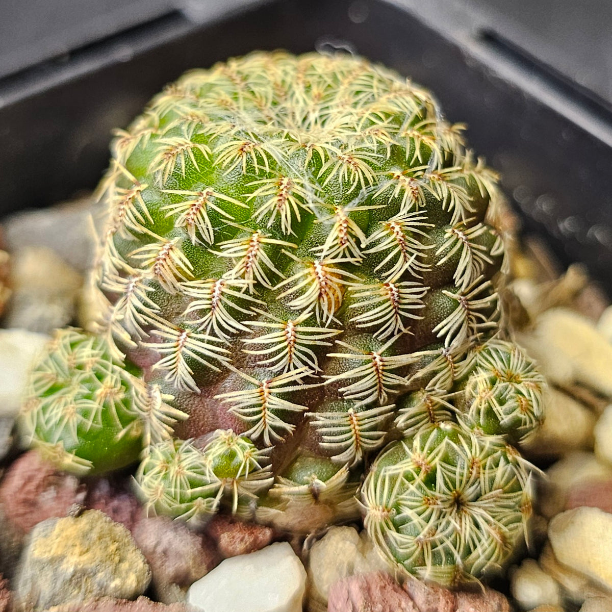Cactus Bundle – 4 Plants (Charming Mix)