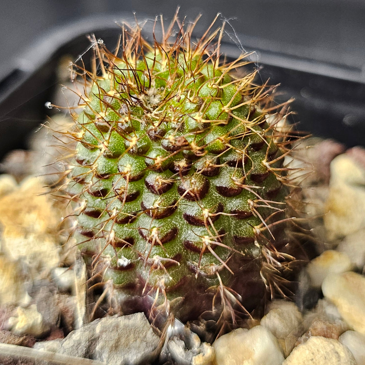 Cactus Bundle – 4 Plants (Charming Mix)