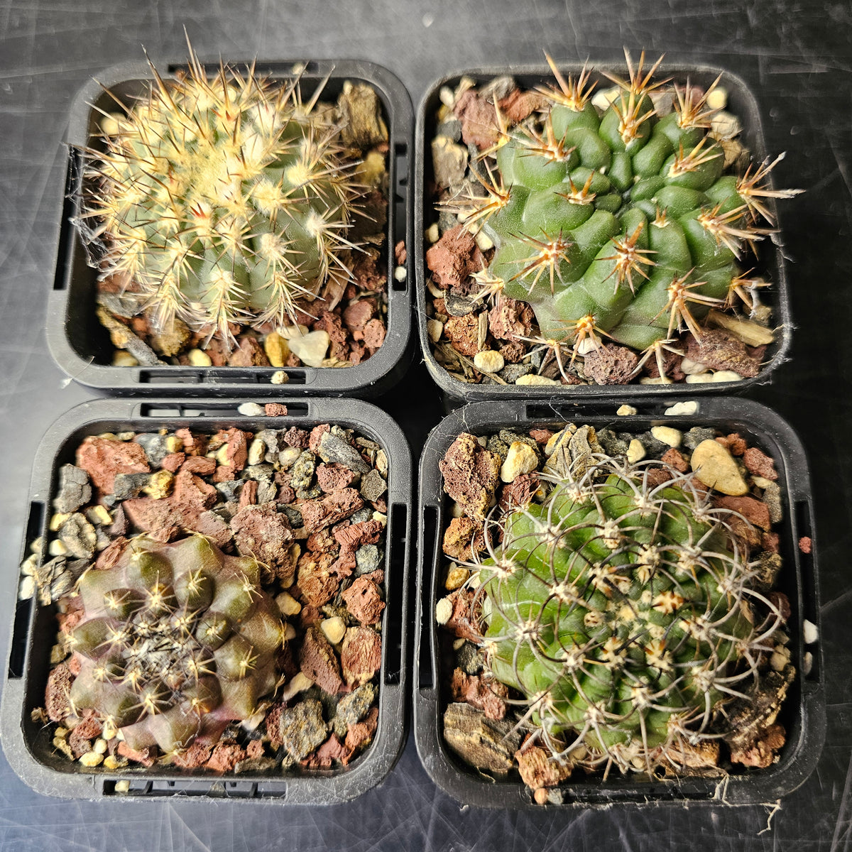 Cactus Bundle – 4 Plants (Desert Dwellers)