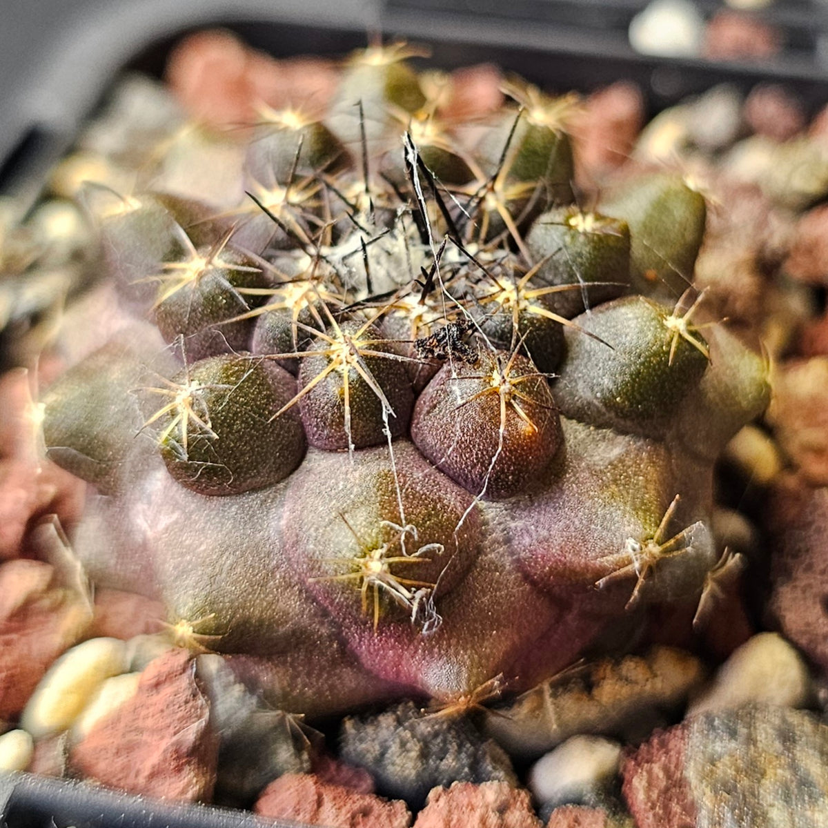 Cactus Bundle – 4 Plants (Desert Dwellers)
