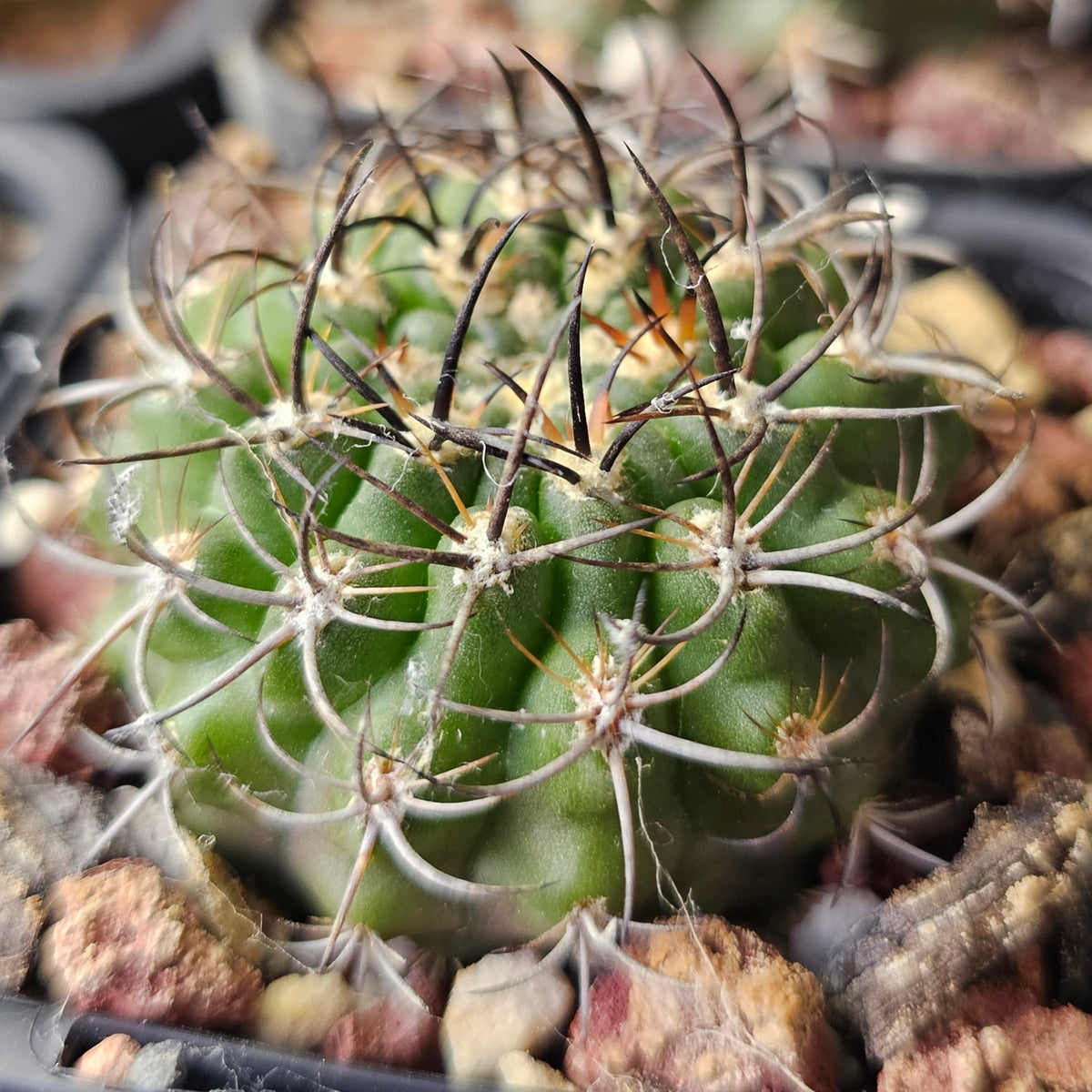 Cactus Bundle – 4 Plants (Desert Dwellers)