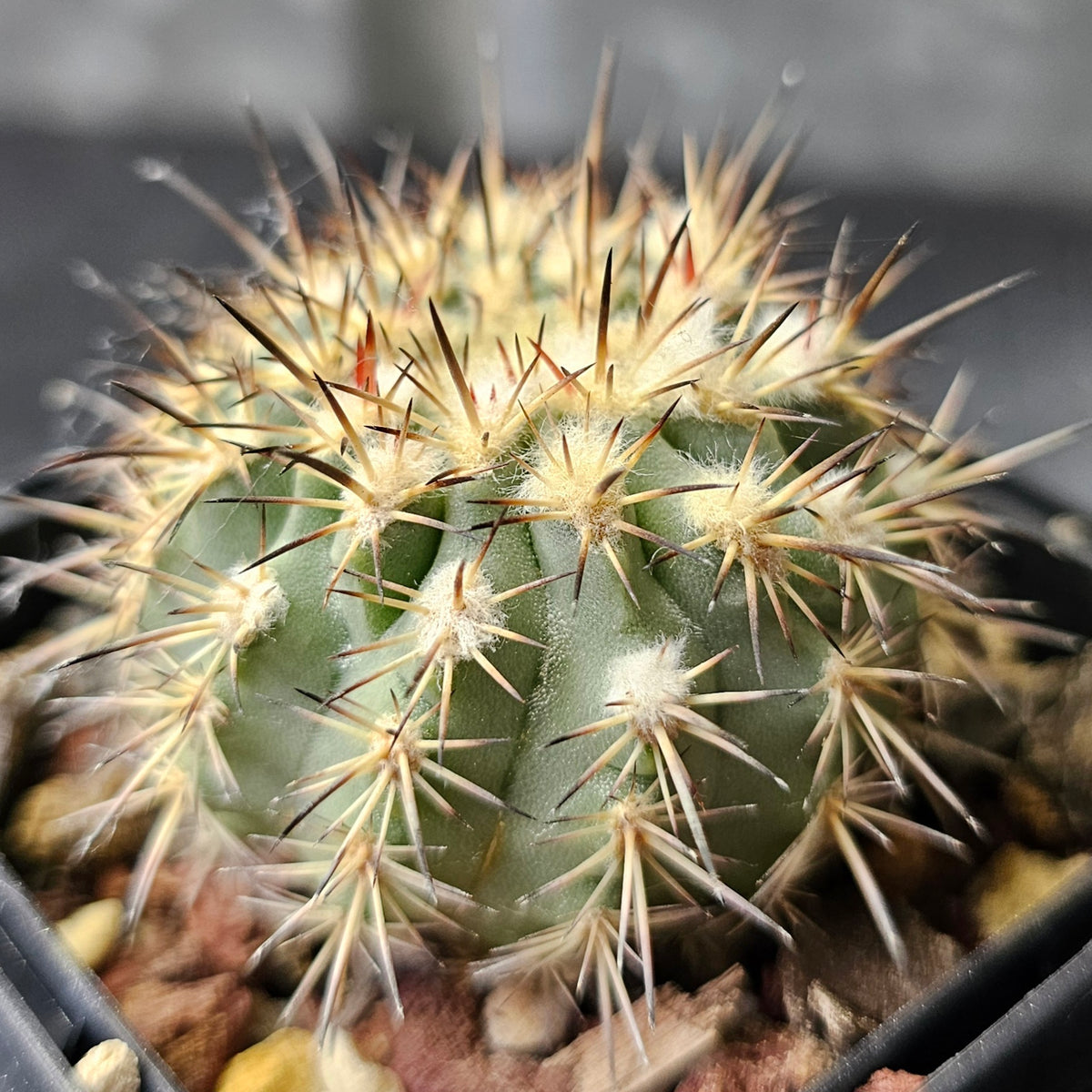 Cactus Bundle – 4 Plants (Desert Dwellers)