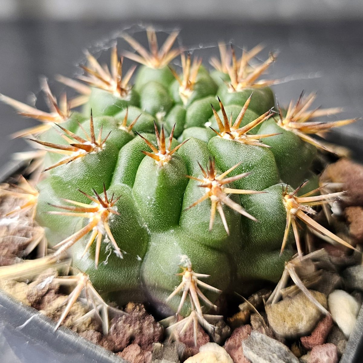 Cactus Bundle – 4 Plants (Desert Dwellers)
