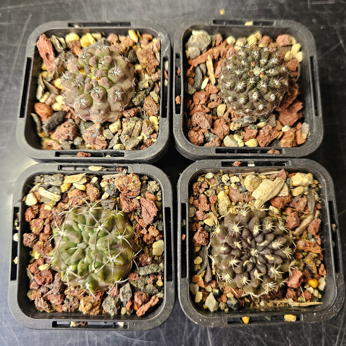 Cactus Bundle – 4 Plants (Rugged Eriosyce)