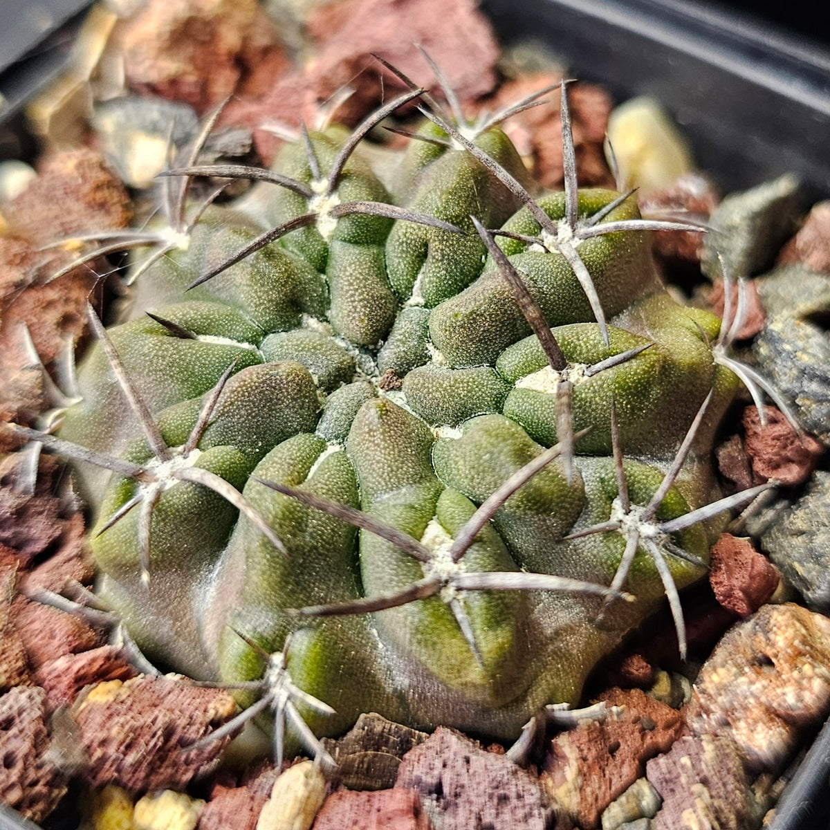 Cactus Bundle – 4 Plants (Rugged Eriosyce)
