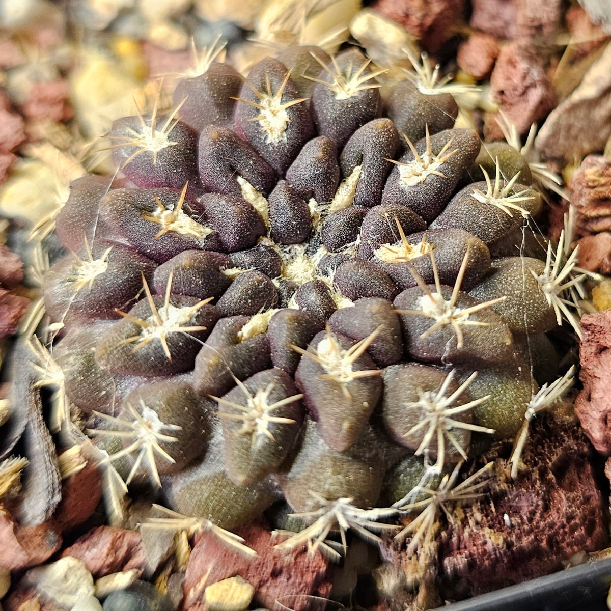 Cactus Bundle – 4 Plants (Rugged Eriosyce)