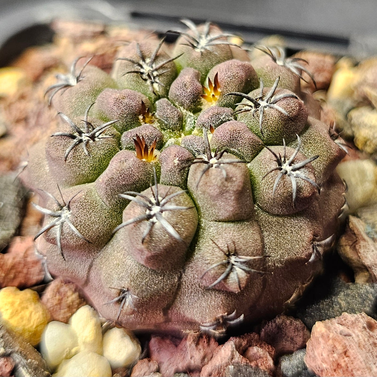 Cactus Bundle – 4 Plants (Rugged Eriosyce)