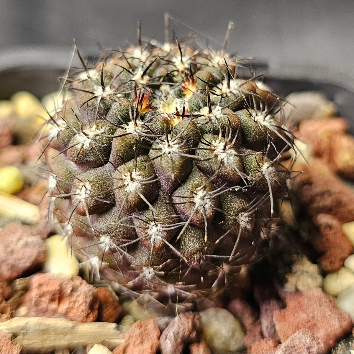 Cactus Bundle – 4 Plants (Rugged Eriosyce)