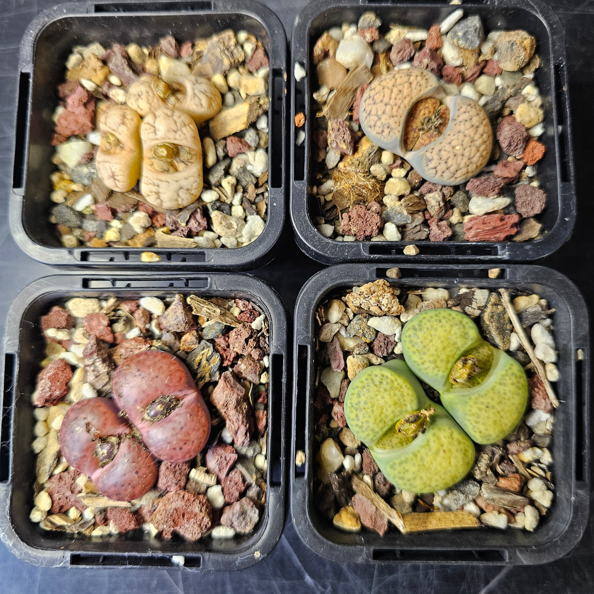 Lithops Bundle (A) - 4 Plants