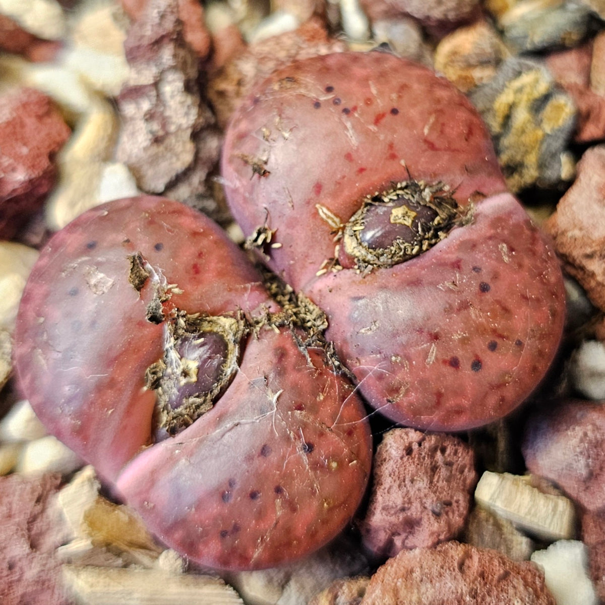 Lithops Bundle (A) - 4 Plants