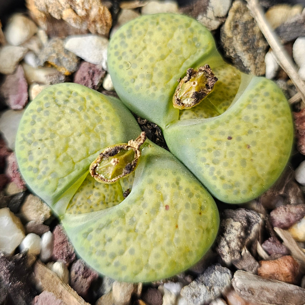 Lithops Bundle (A) - 4 Plants