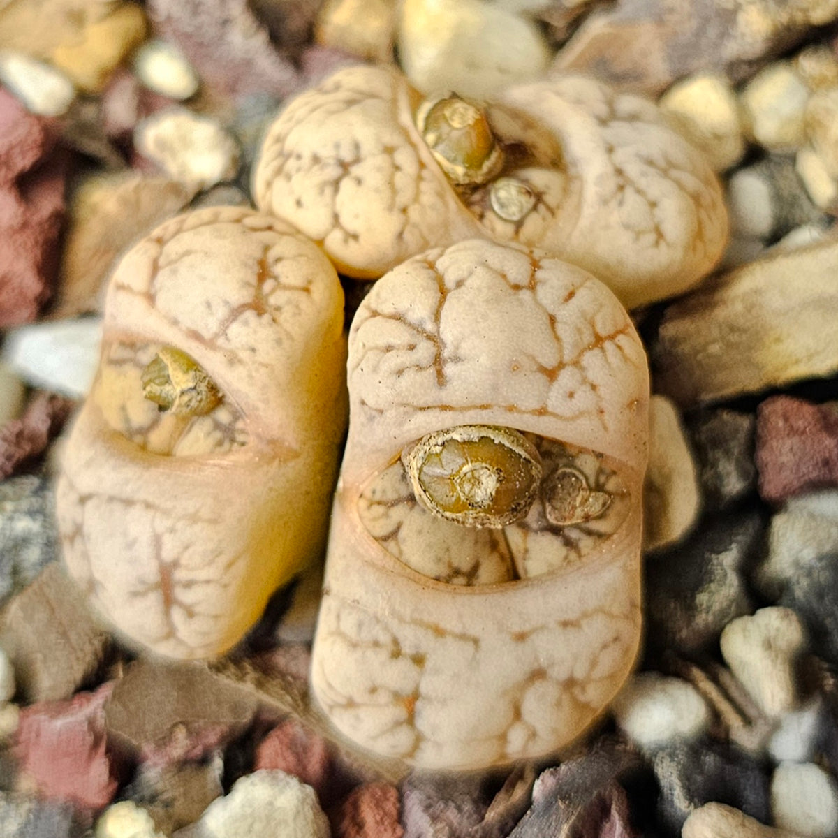 Lithops Bundle (A) - 4 Plants