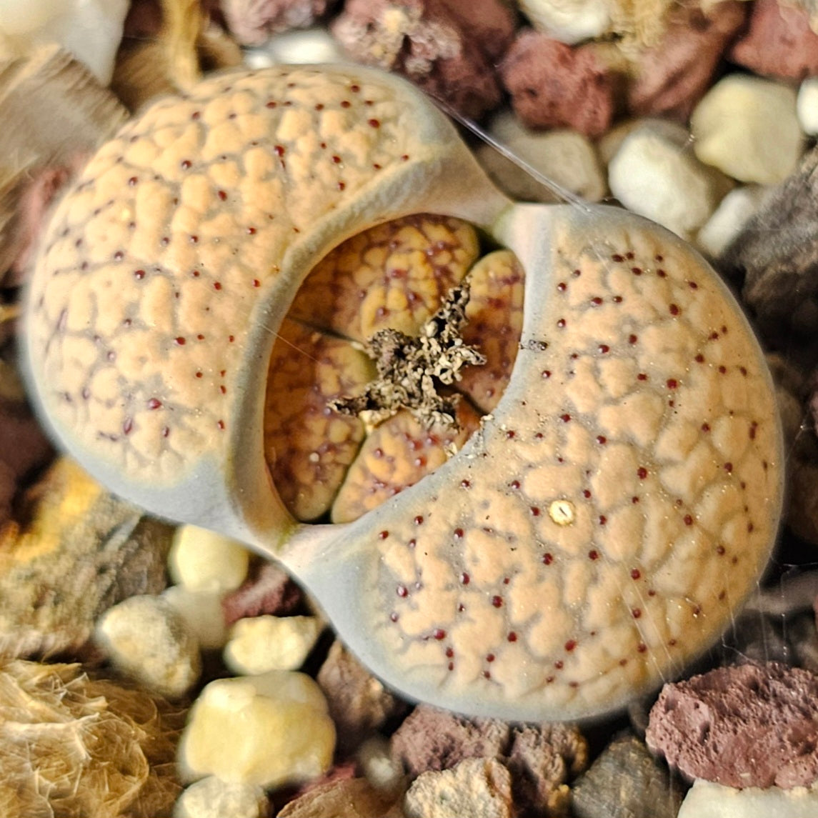 Lithops Bundle (A) - 4 Plants