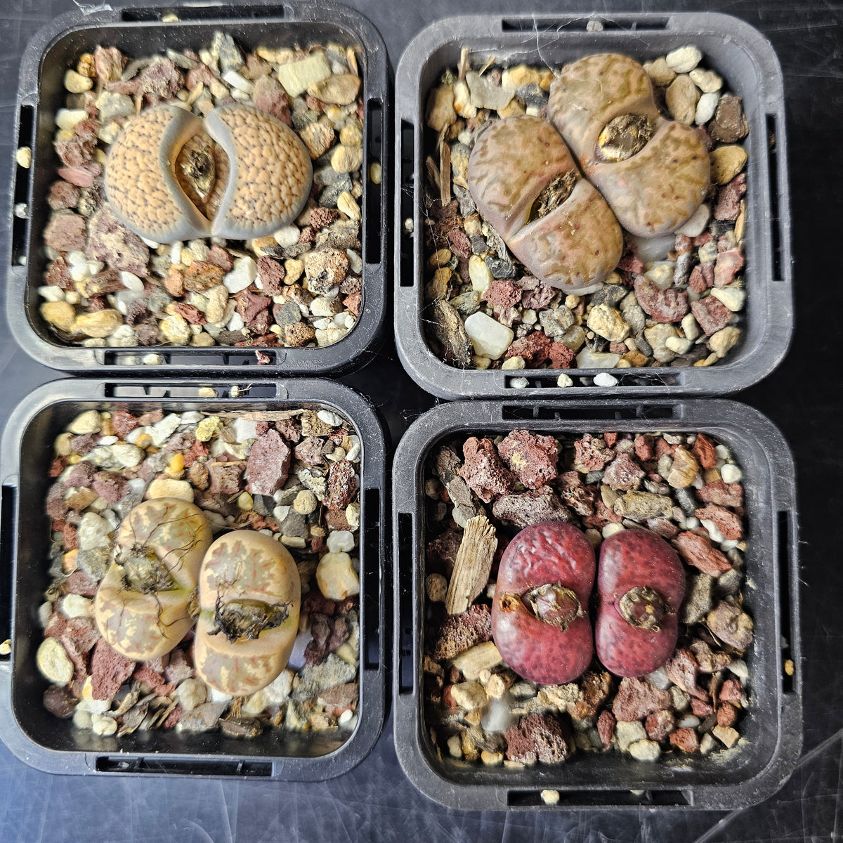Lithops Bundle (B) - 4 Plants