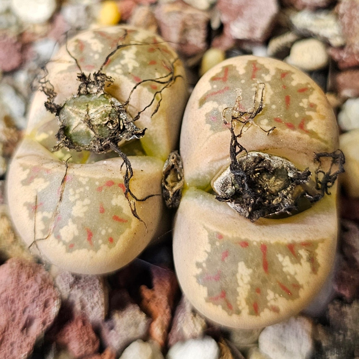 Lithops Bundle (B) - 4 Plants
