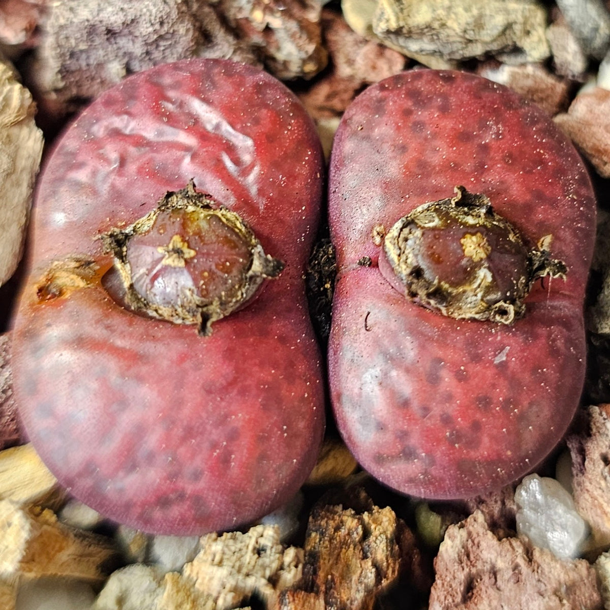 Lithops Bundle (B) - 4 Plants