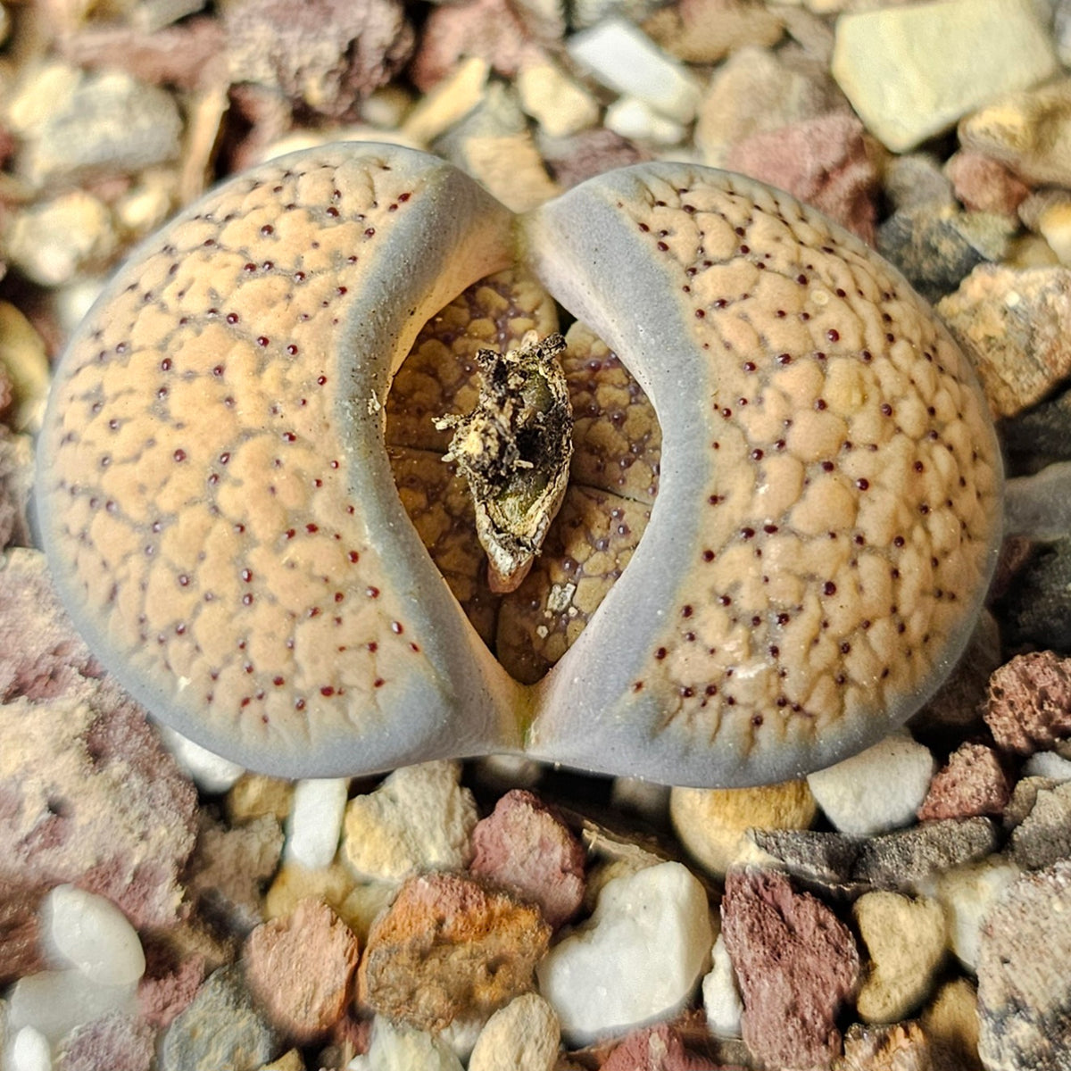 Lithops Bundle (B) - 4 Plants