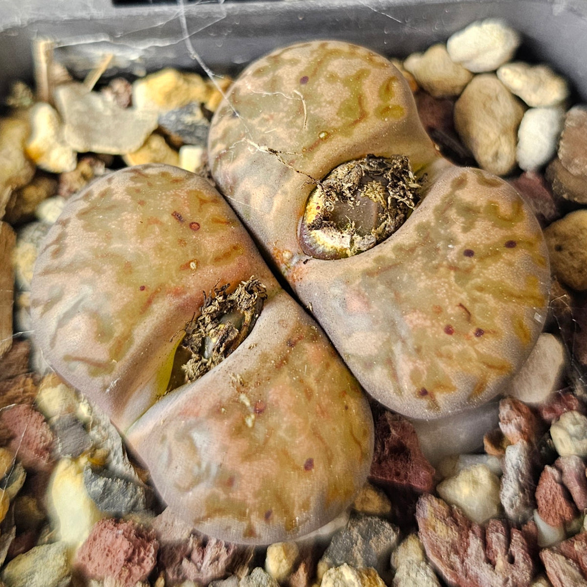 Lithops Bundle (B) - 4 Plants