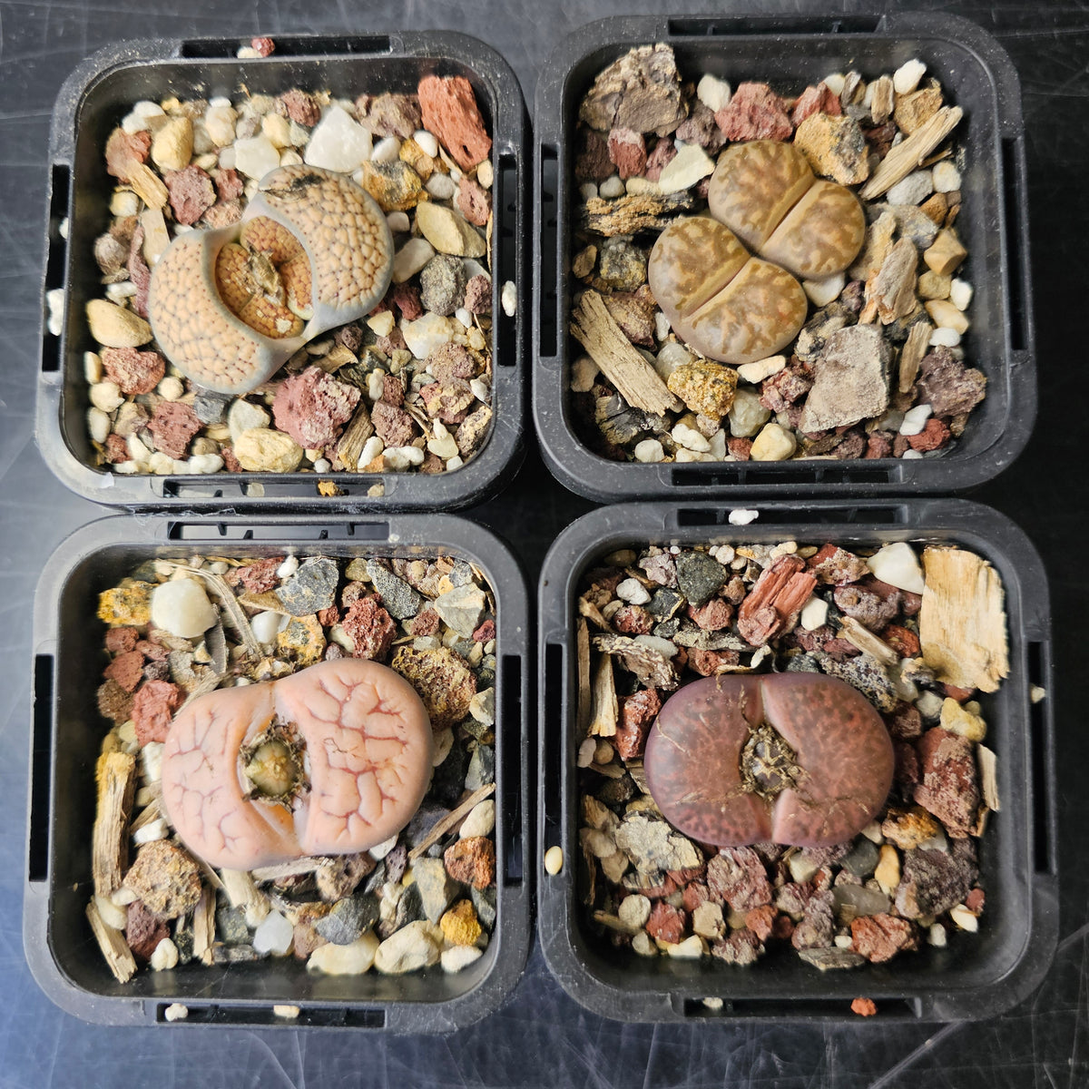 Lithops Bundle (C) - 4 Plants