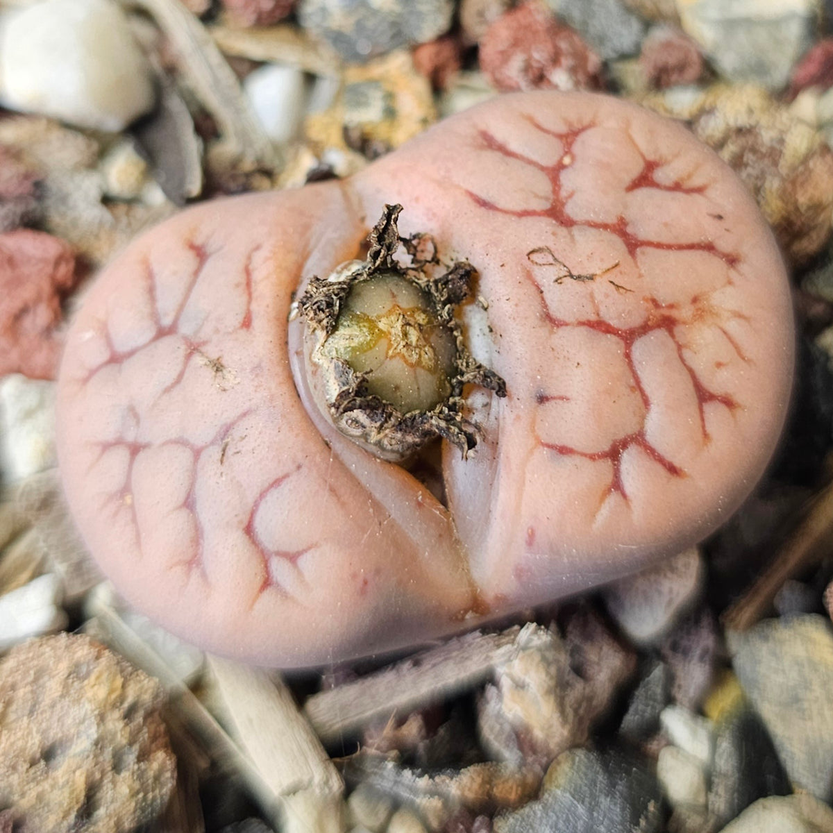 Lithops Bundle (C) - 4 Plants