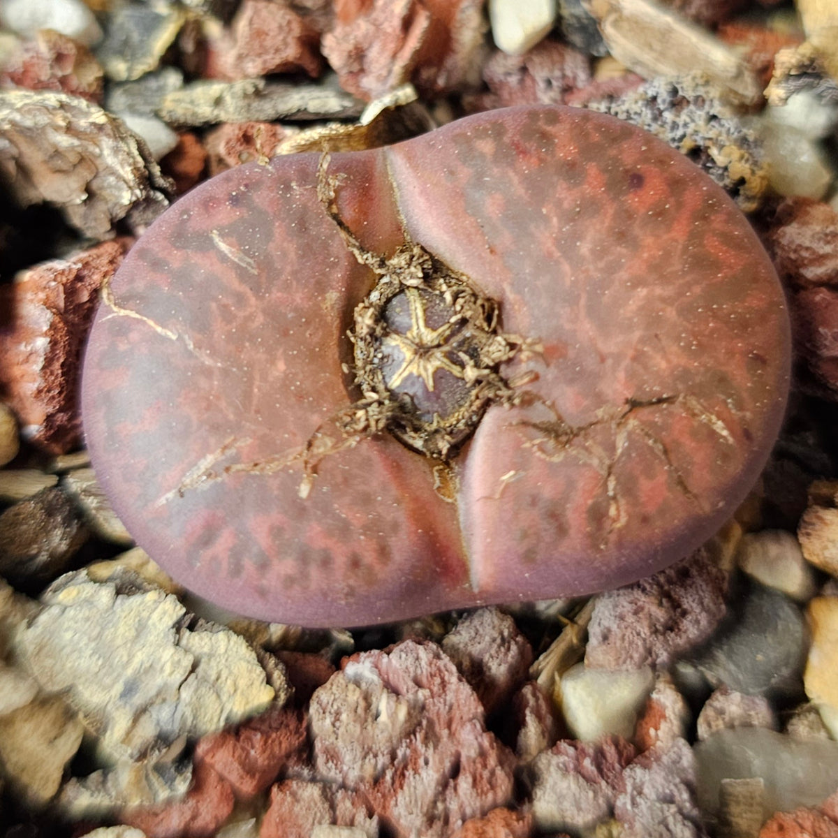 Lithops Bundle (C) - 4 Plants