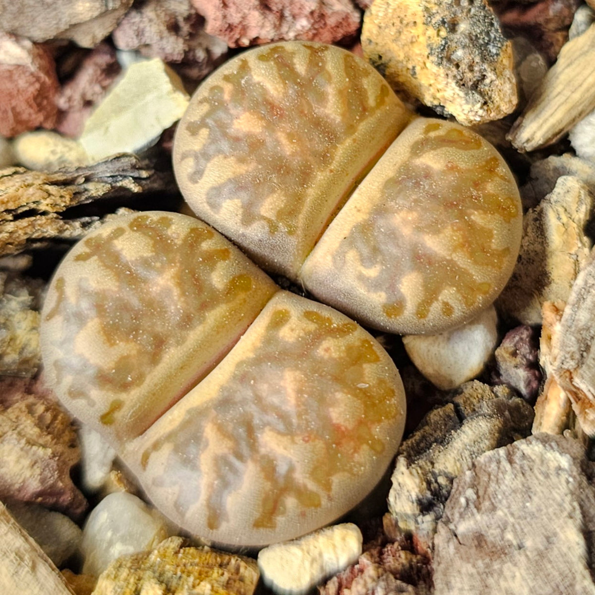 Lithops Bundle (C) - 4 Plants