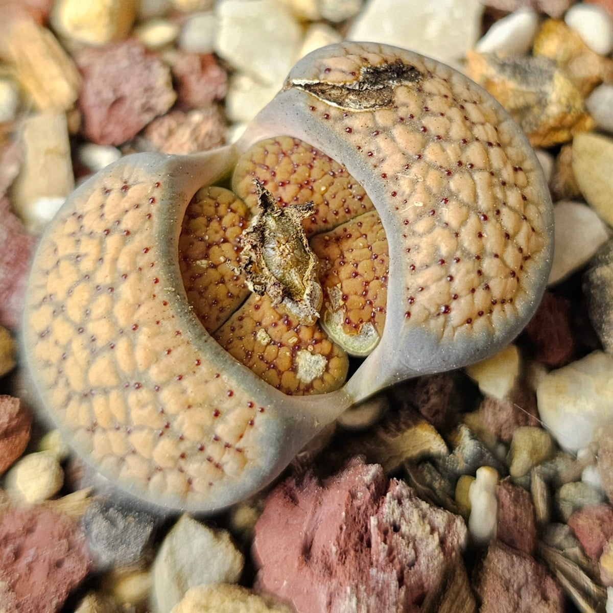 Lithops Bundle (C) - 4 Plants