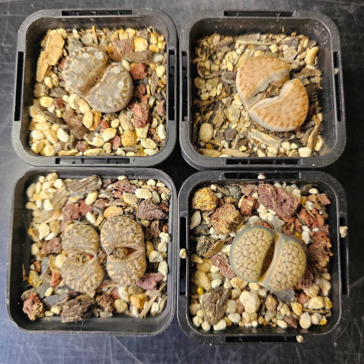 Lithops Bundle (D) - 4 Plants