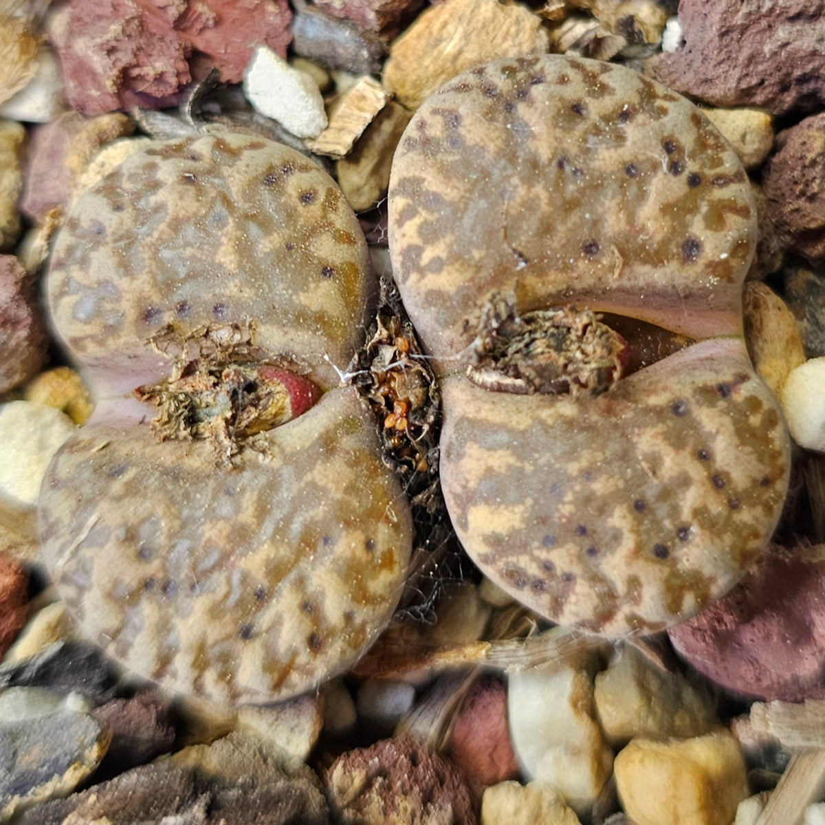 Lithops Bundle (D) - 4 Plants