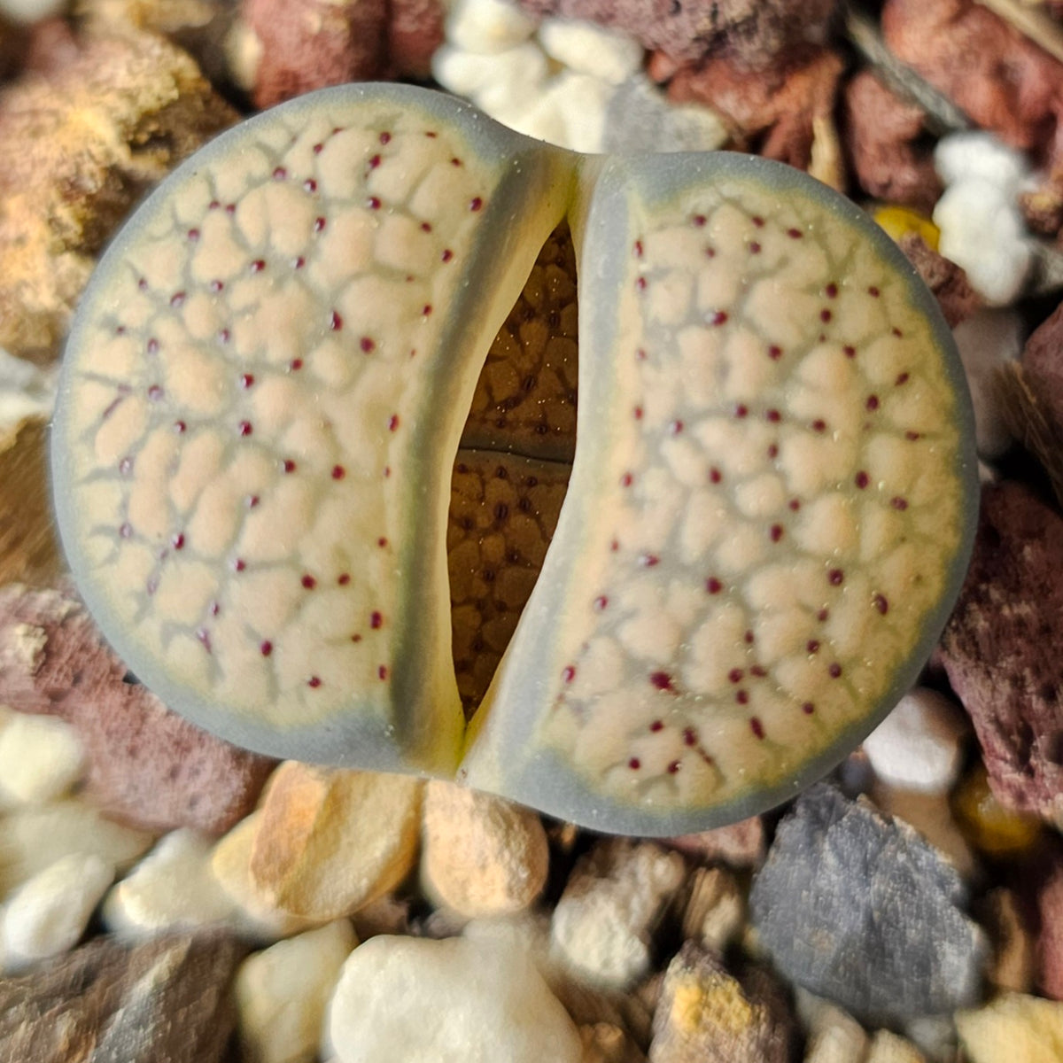 Lithops Bundle (D) - 4 Plants