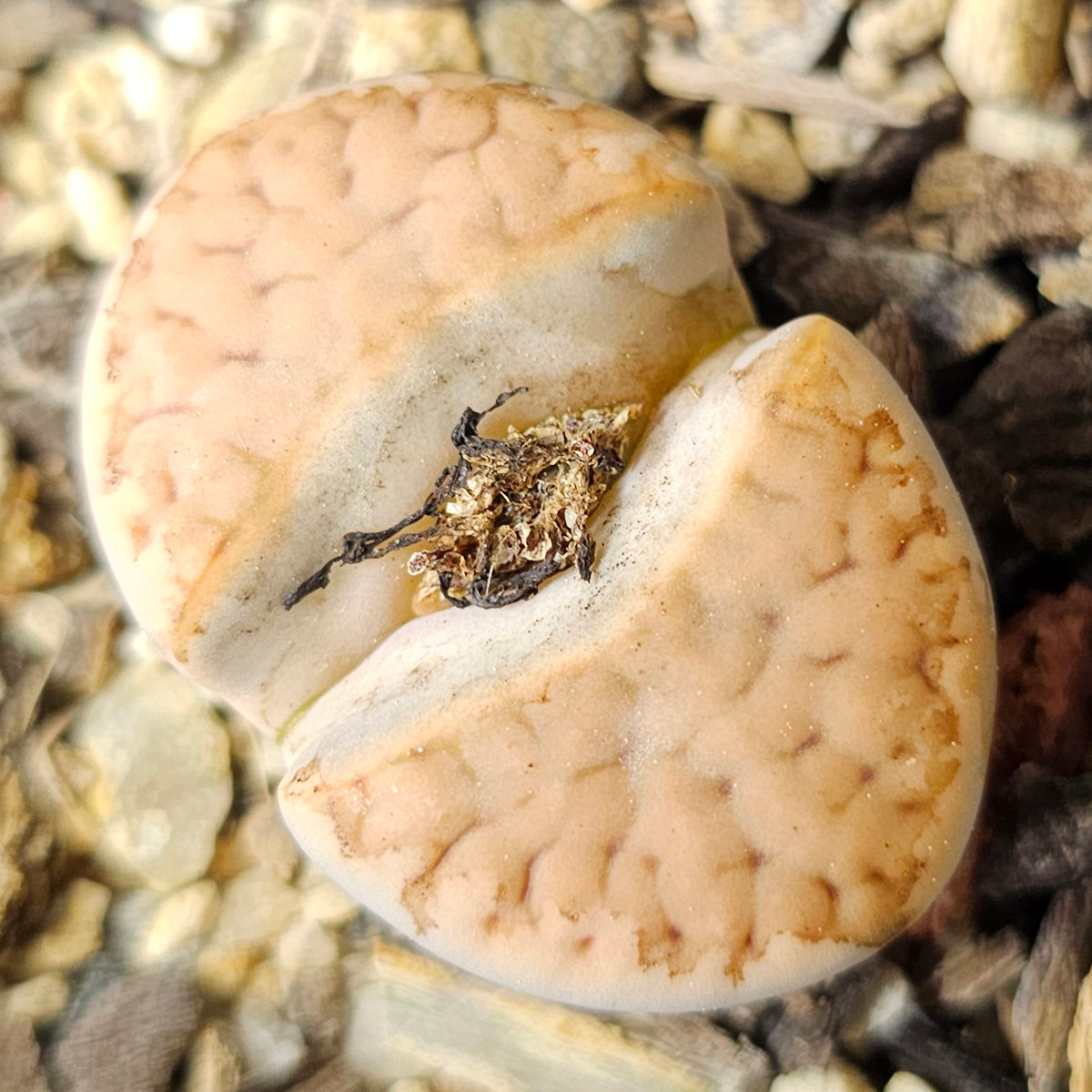 Lithops Bundle (D) - 4 Plants