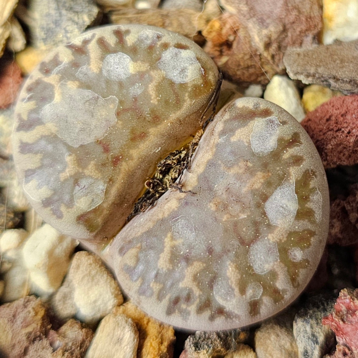 Lithops Bundle (D) - 4 Plants