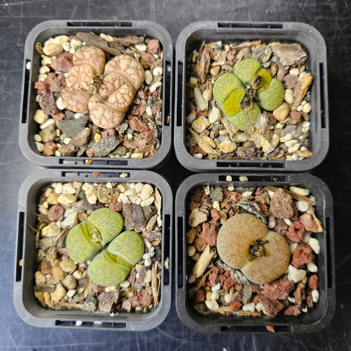 Lithops Bundle (E) - 4 Plants