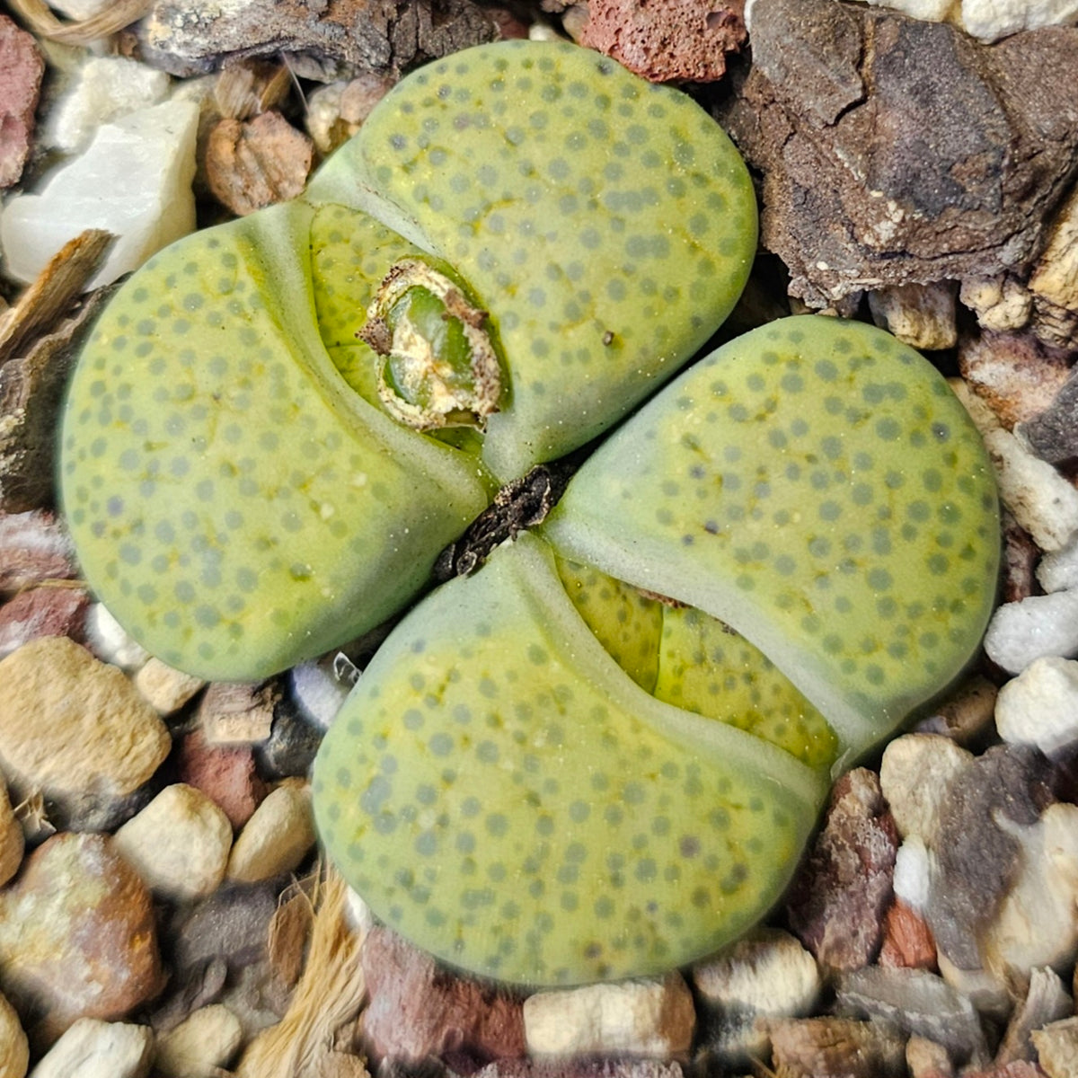 Lithops Bundle (E) - 4 Plants