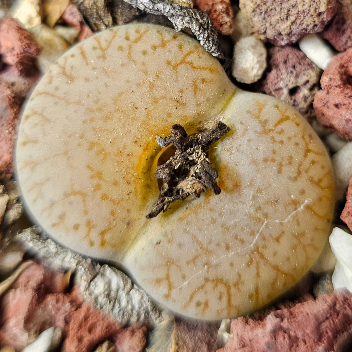 Lithops Bundle (E) - 4 Plants