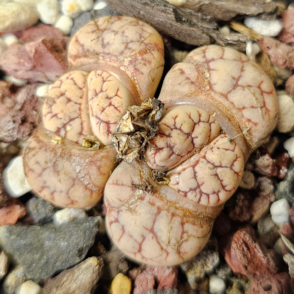 Lithops Bundle (E) - 4 Plants