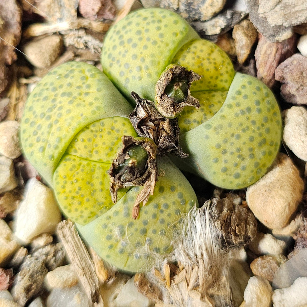 Lithops Bundle (E) - 4 Plants