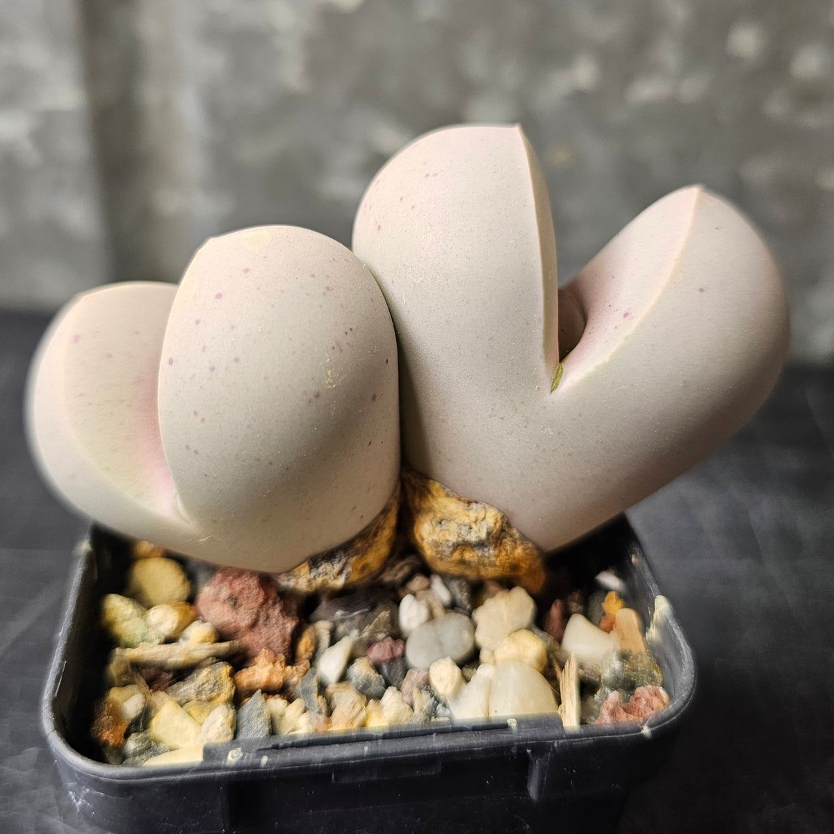 Dinteranthus wilmotianus