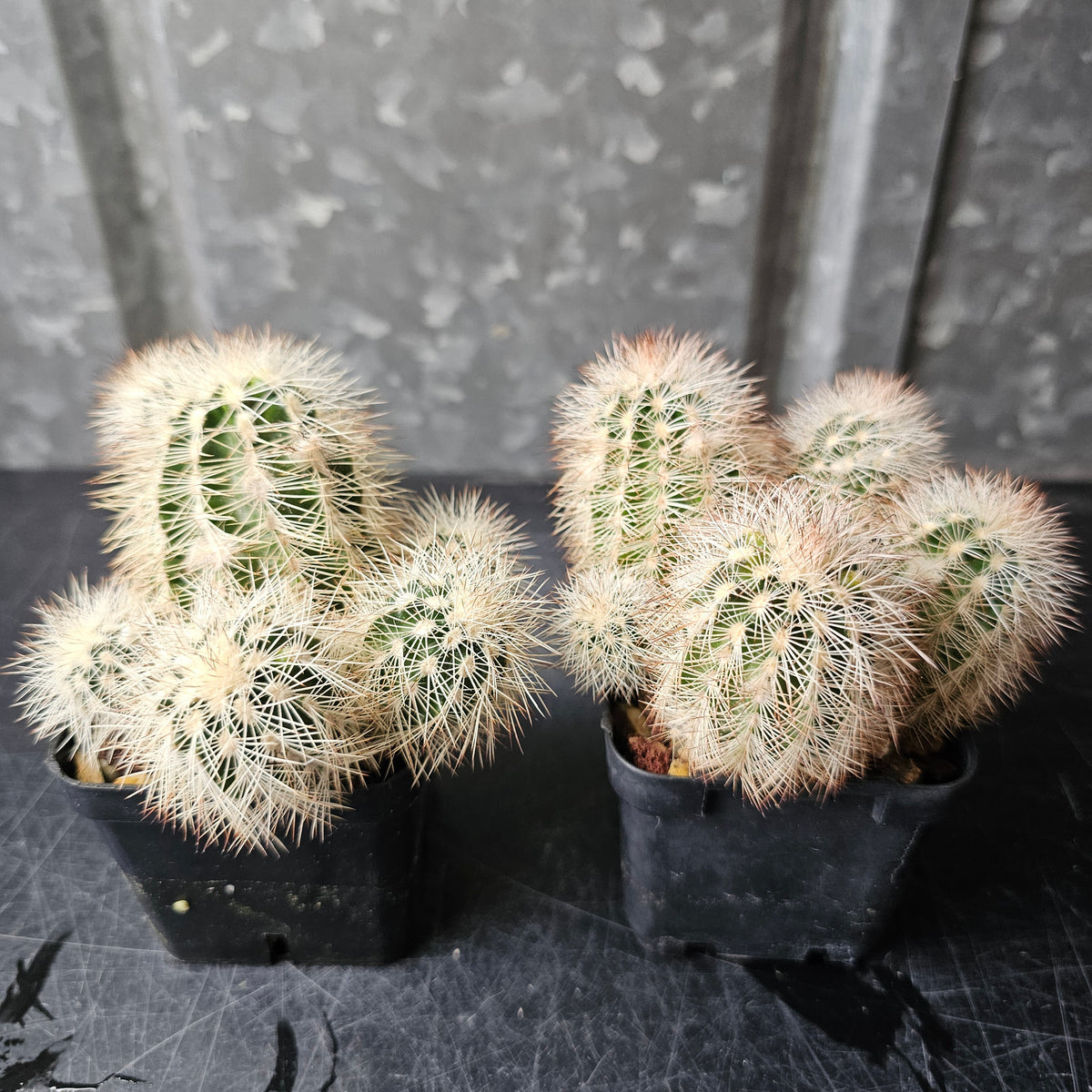 Echinocereus reichenbachii V. albispinus greer (breeding pair)