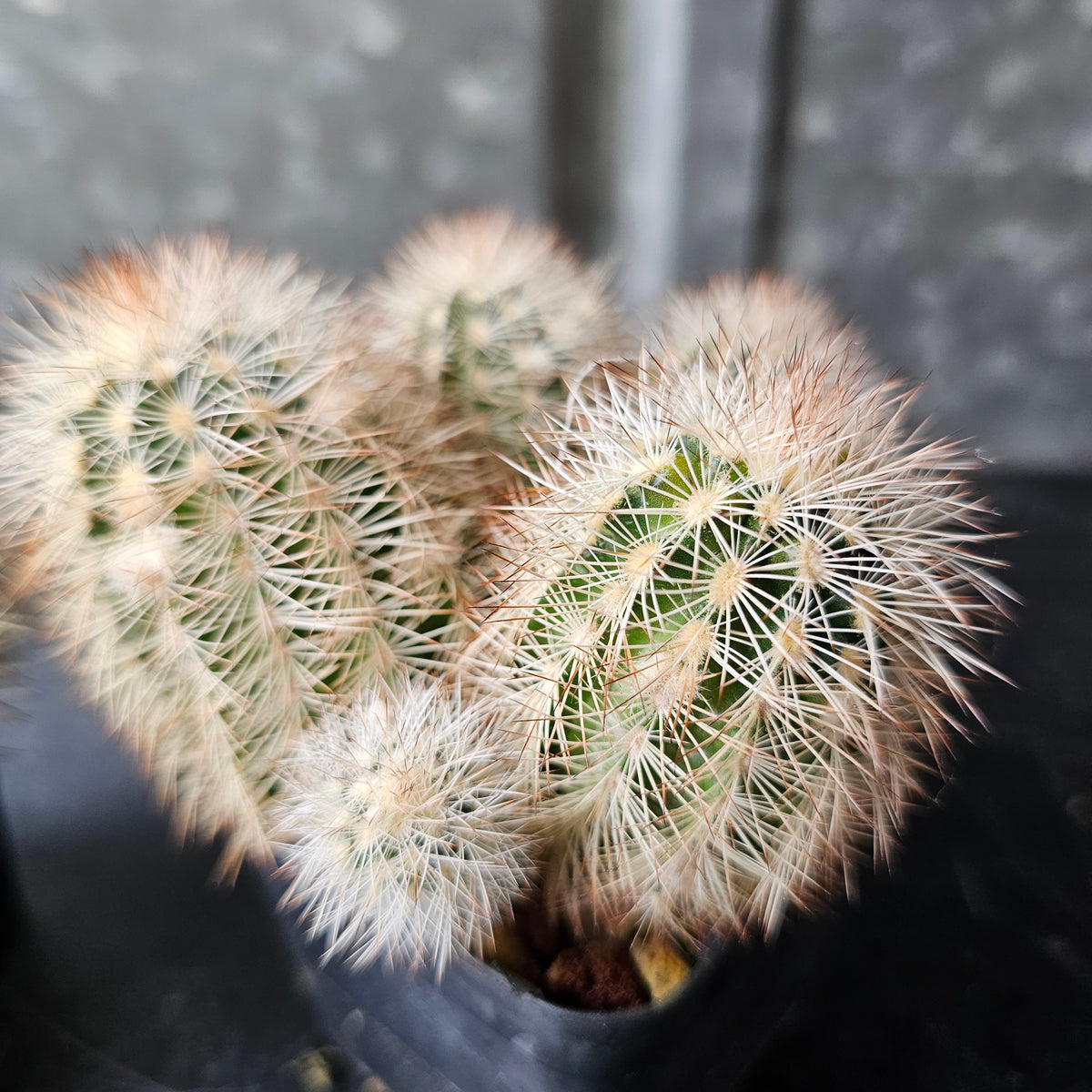 Echinocereus reichenbachii V. albispinus greer (breeding pair)