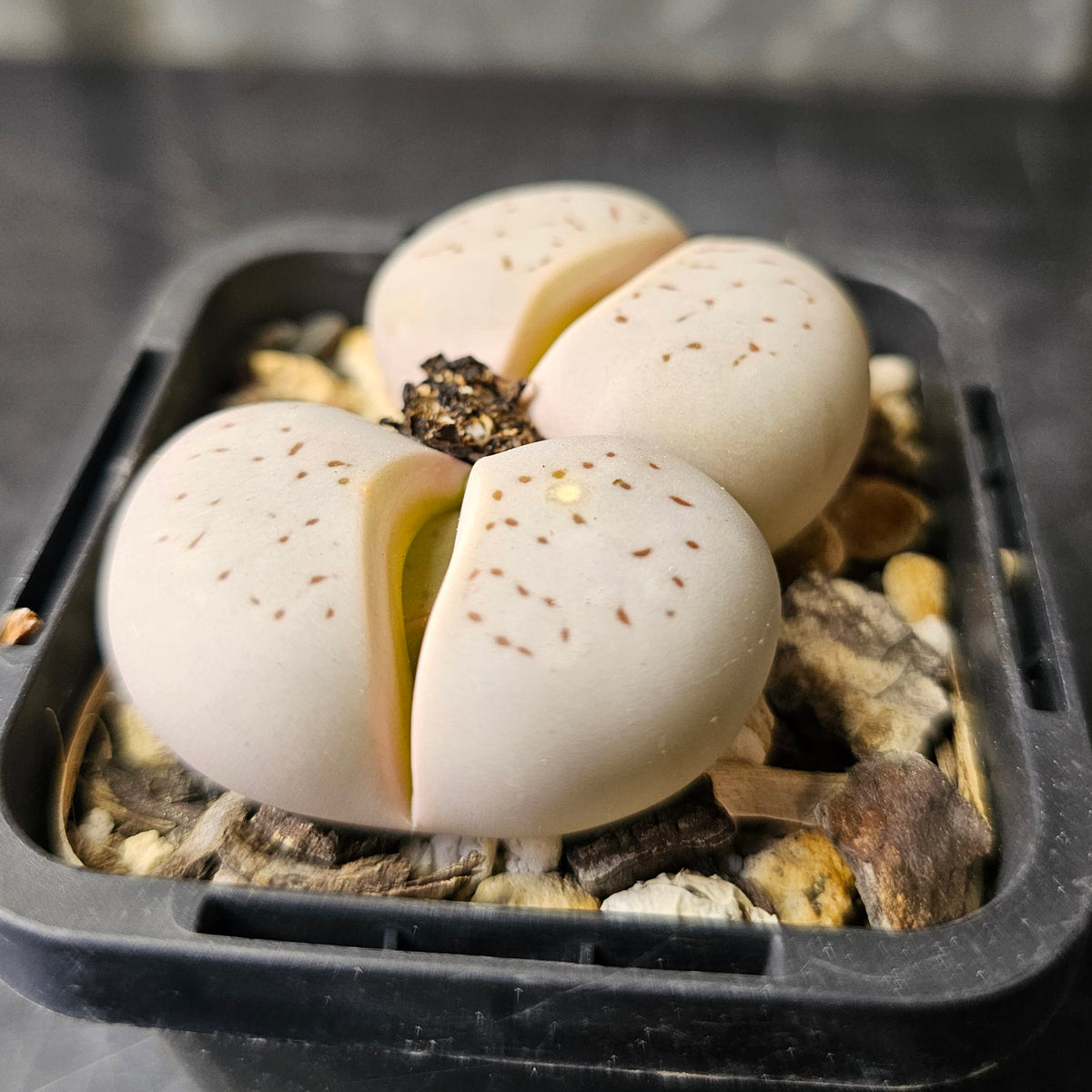 Dinteranthus vanzylii