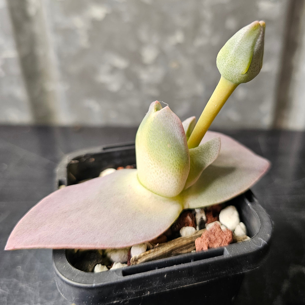 Cheiridopsis peculiaris