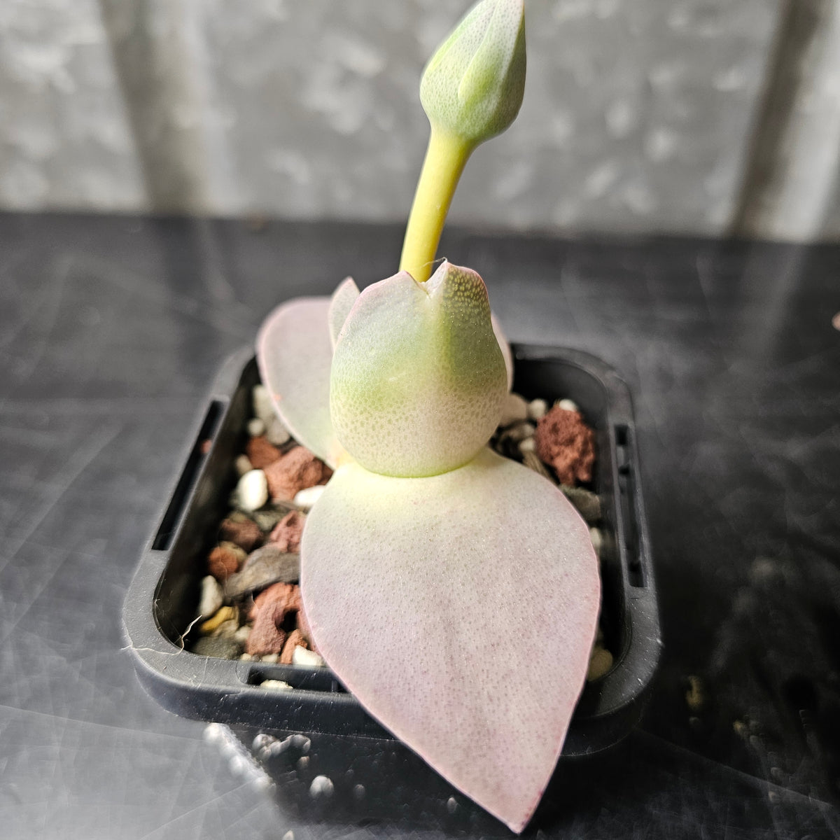 Cheiridopsis peculiaris