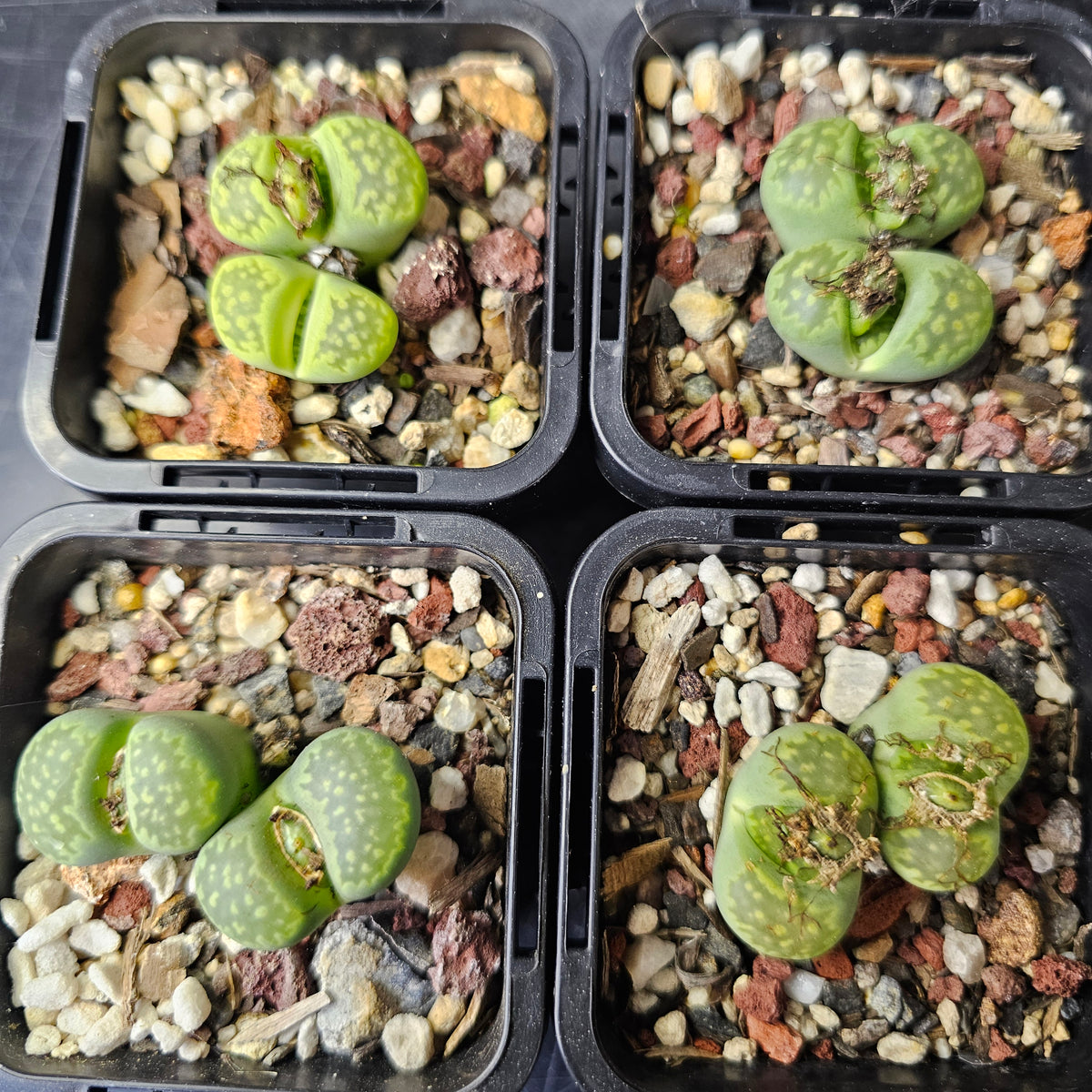 Lithops julii 'Fullergreen' x L. salicola 'Malachite'