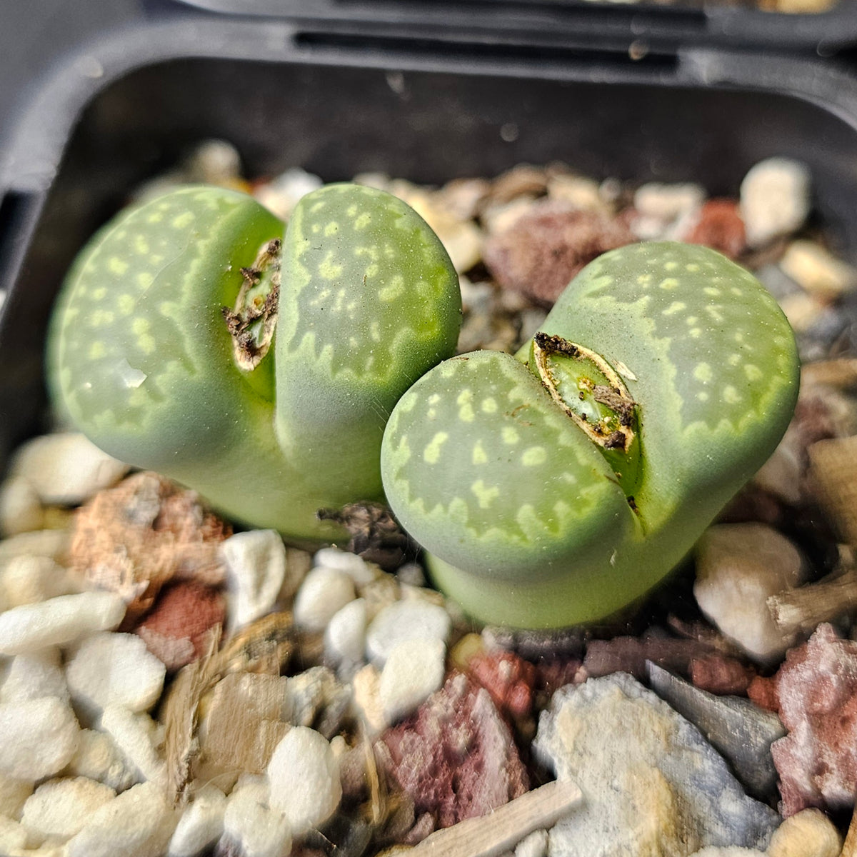 Lithops julii 'Fullergreen' x L. salicola 'Malachite'