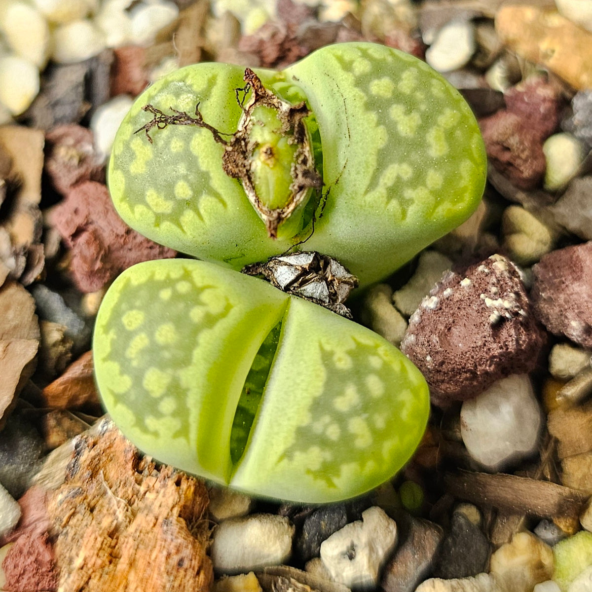Lithops julii 'Fullergreen' x L. salicola 'Malachite'